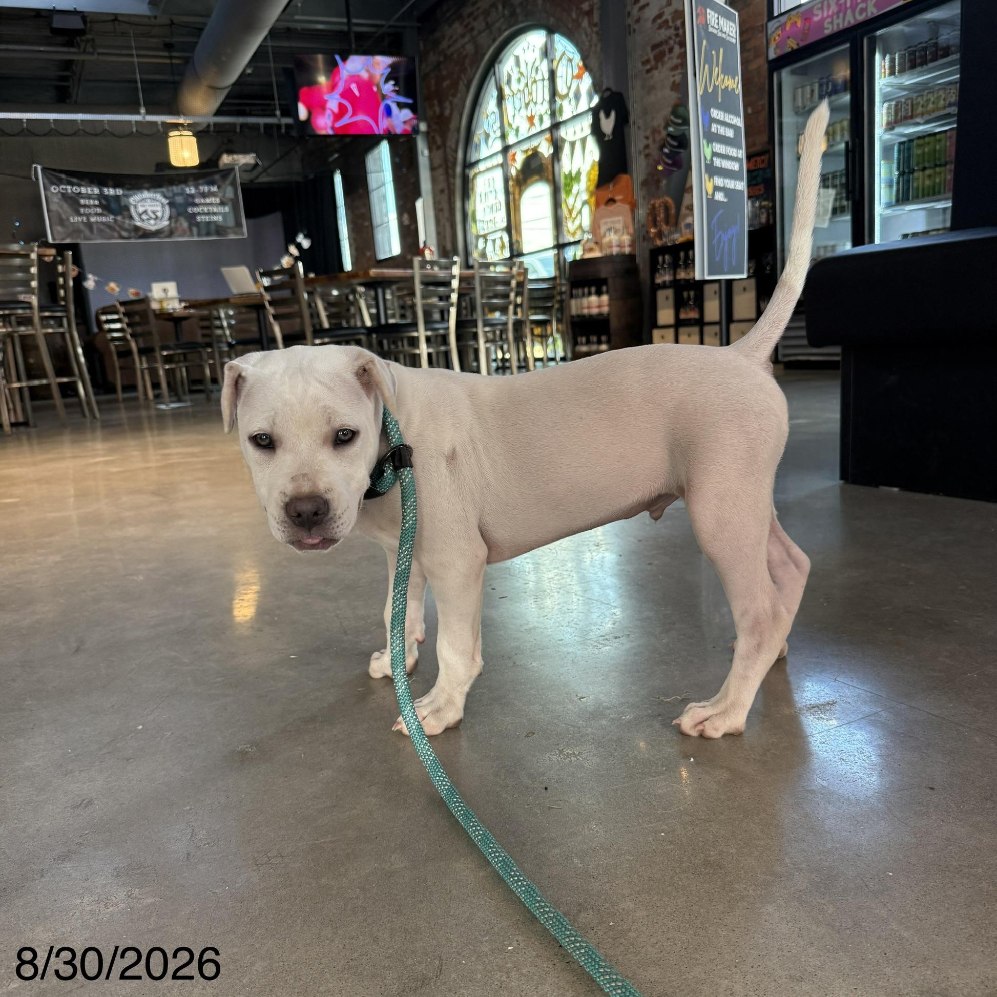 Enlarge Simon, a Adoptable mixed breed in Jackson, GA image 6/6