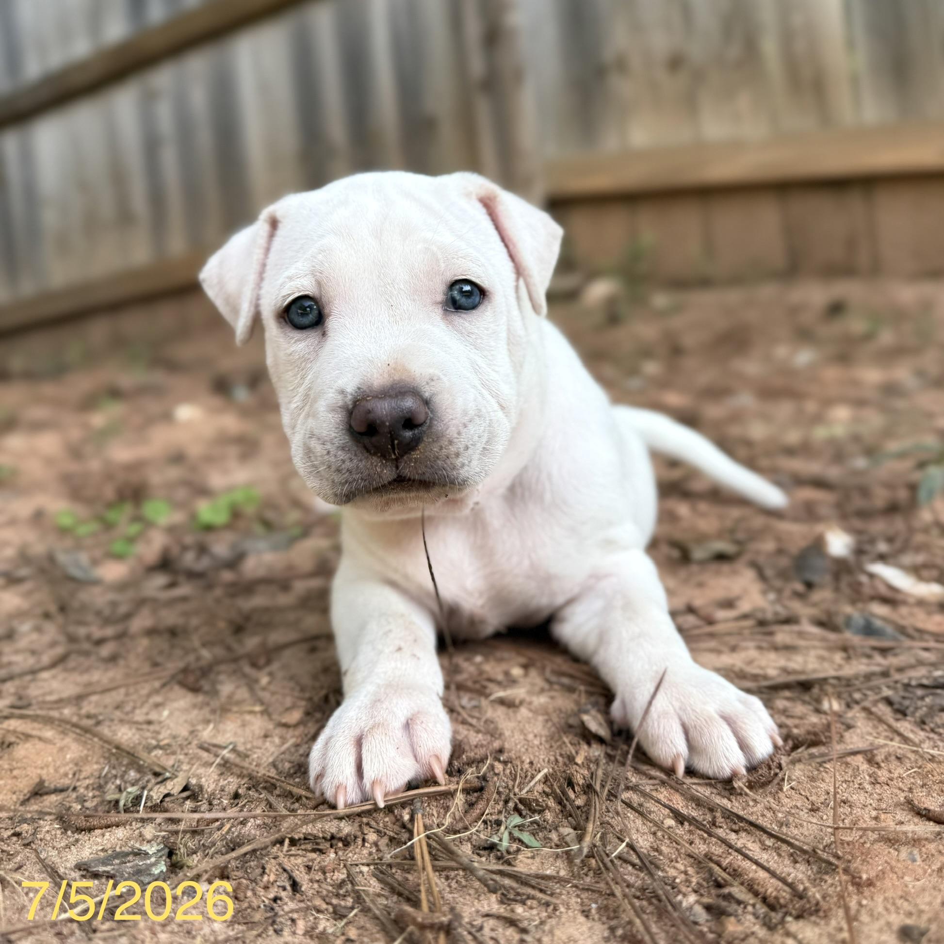Enlarge Simon, a ADOPTABLE mixed breed in Jackson, GA image 2/5