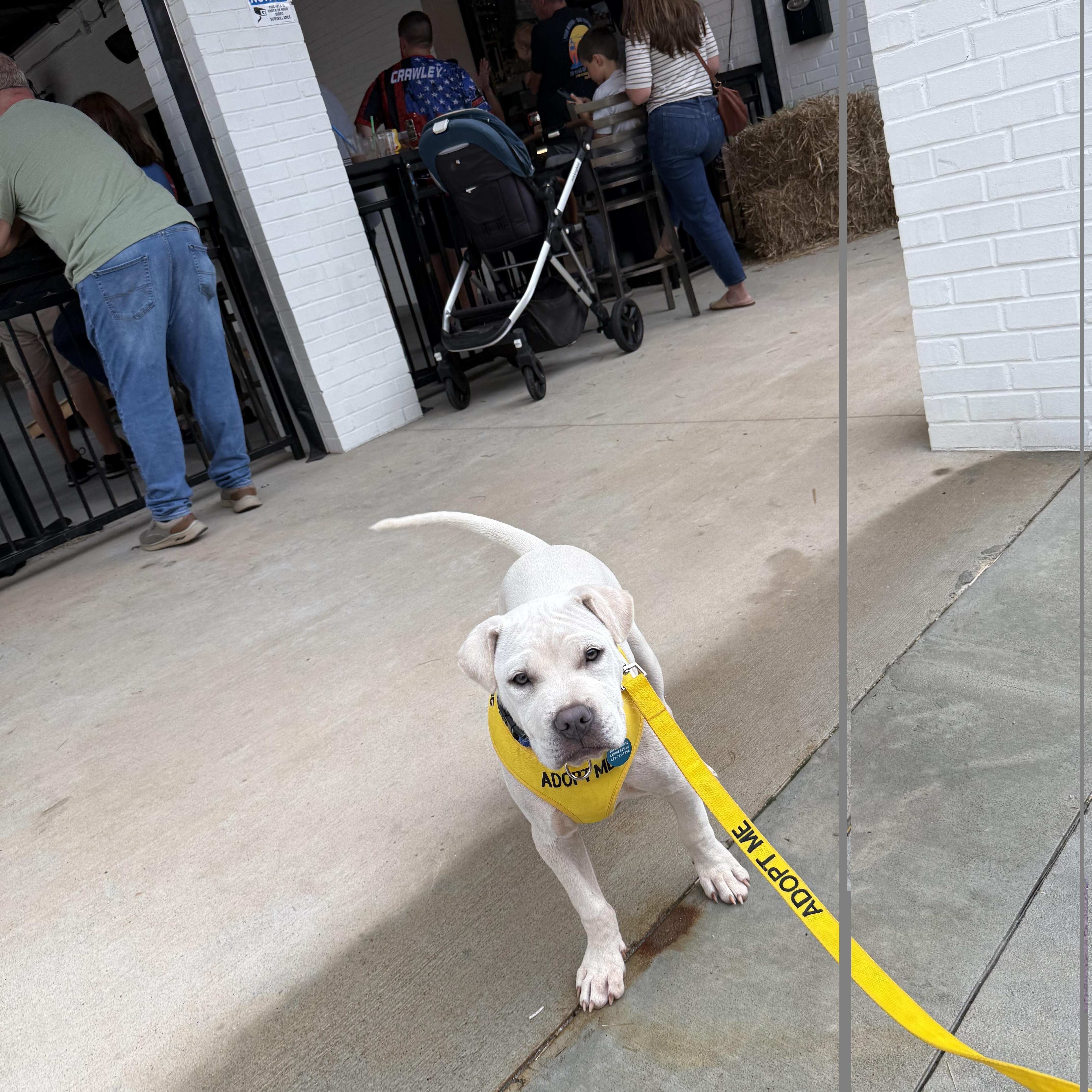 Enlarge Simon, a Adoptable mixed breed in Jackson, GA image 6/6