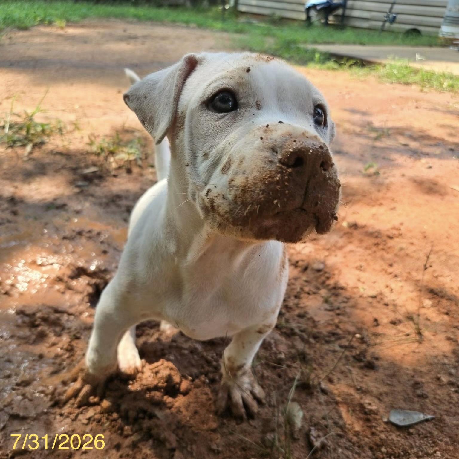 Simon, an adoptable mixed breed in Jackson, GA image 4/6