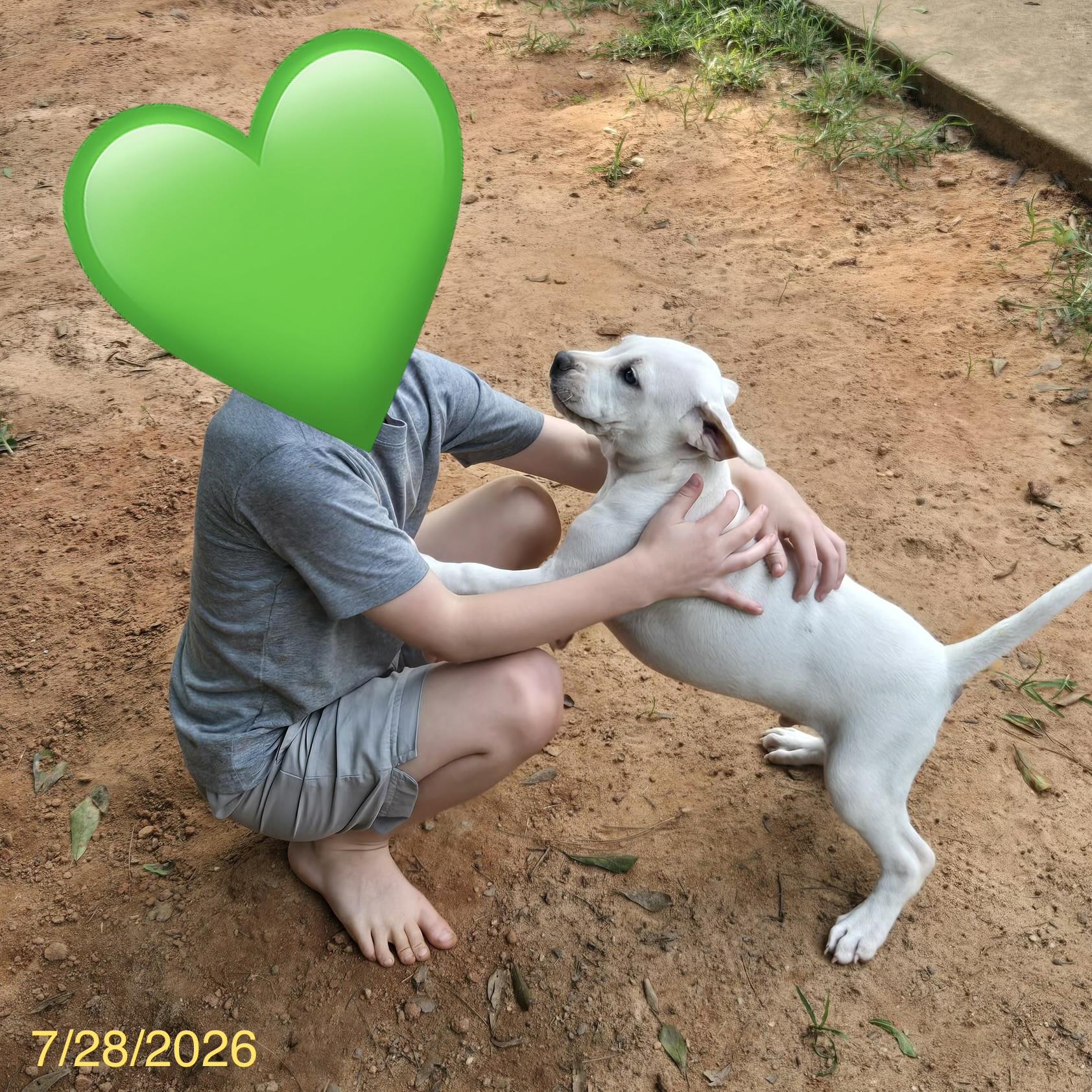 Simon, an adoptable mixed breed in Jackson, GA image 3/6