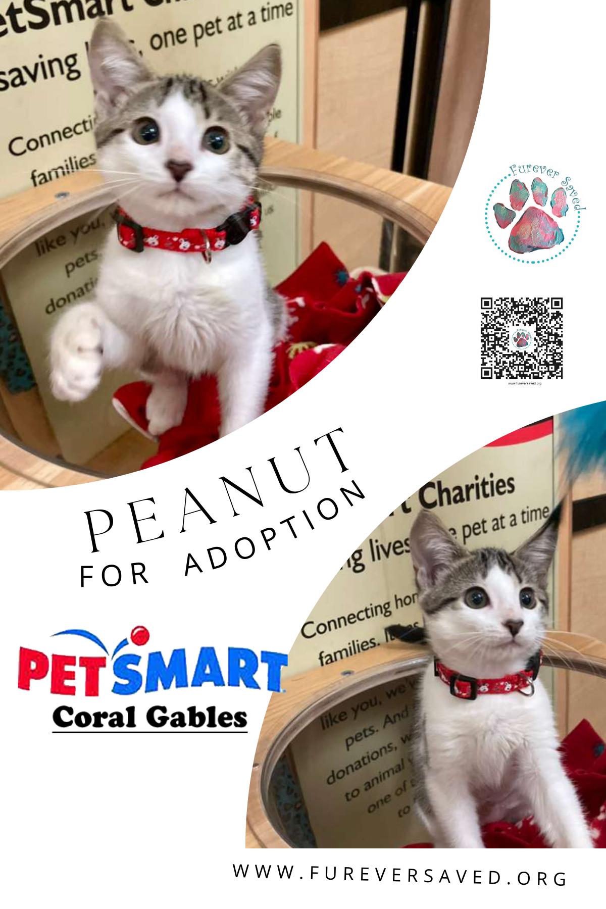 Peanut, adopted, Kitten Female Domestic Short Hair.