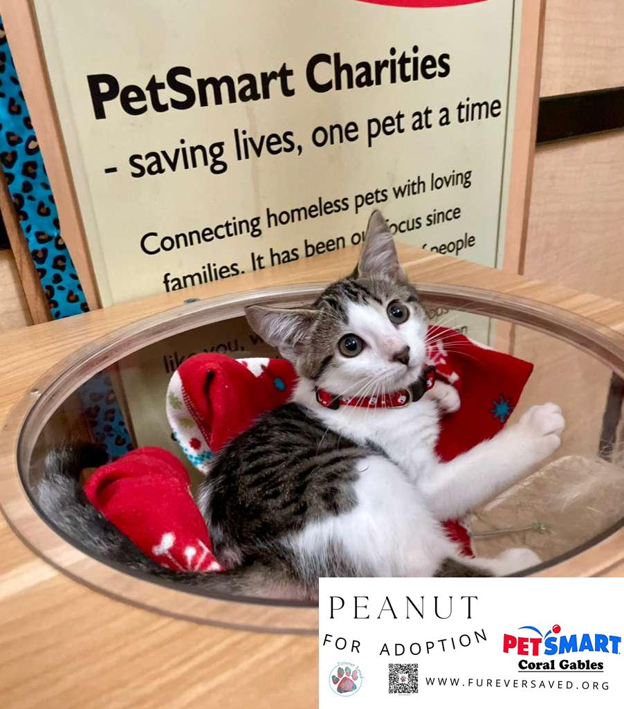 Enlarge Peanut, an adopted Domestic Short Hair in Miami, FL image 2/4