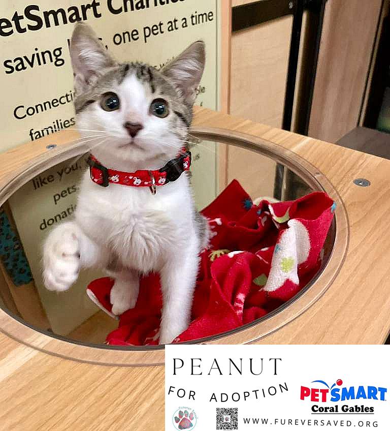 Enlarge Peanut, an adopted Domestic Short Hair in Miami, FL image 3/4