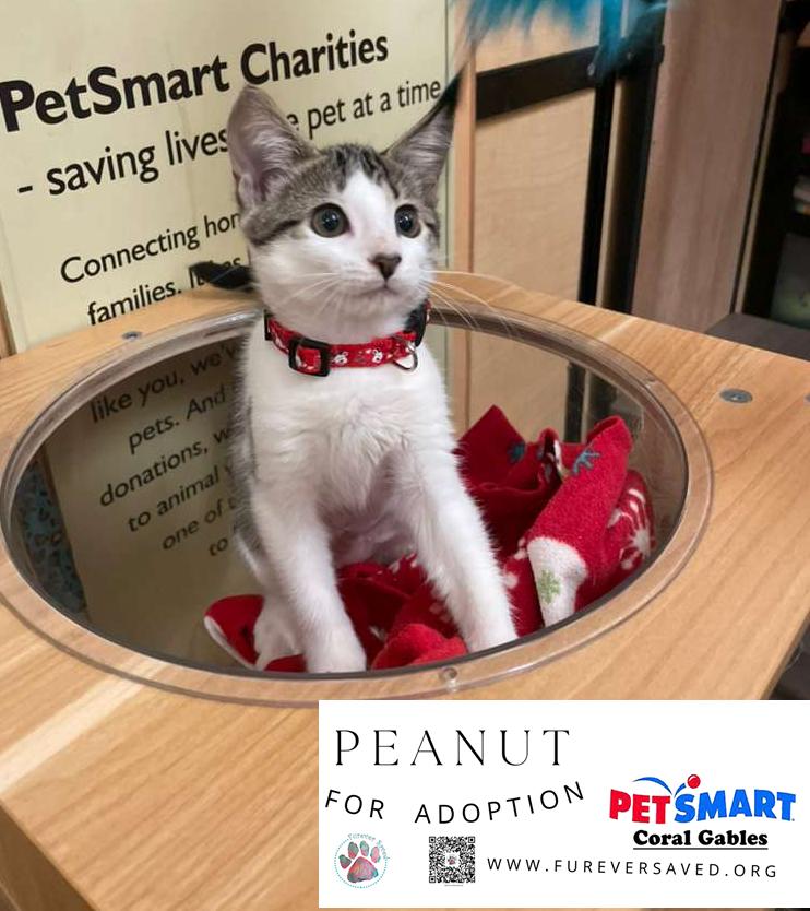 Enlarge Peanut, an adopted Domestic Short Hair in Miami, FL image 4/4