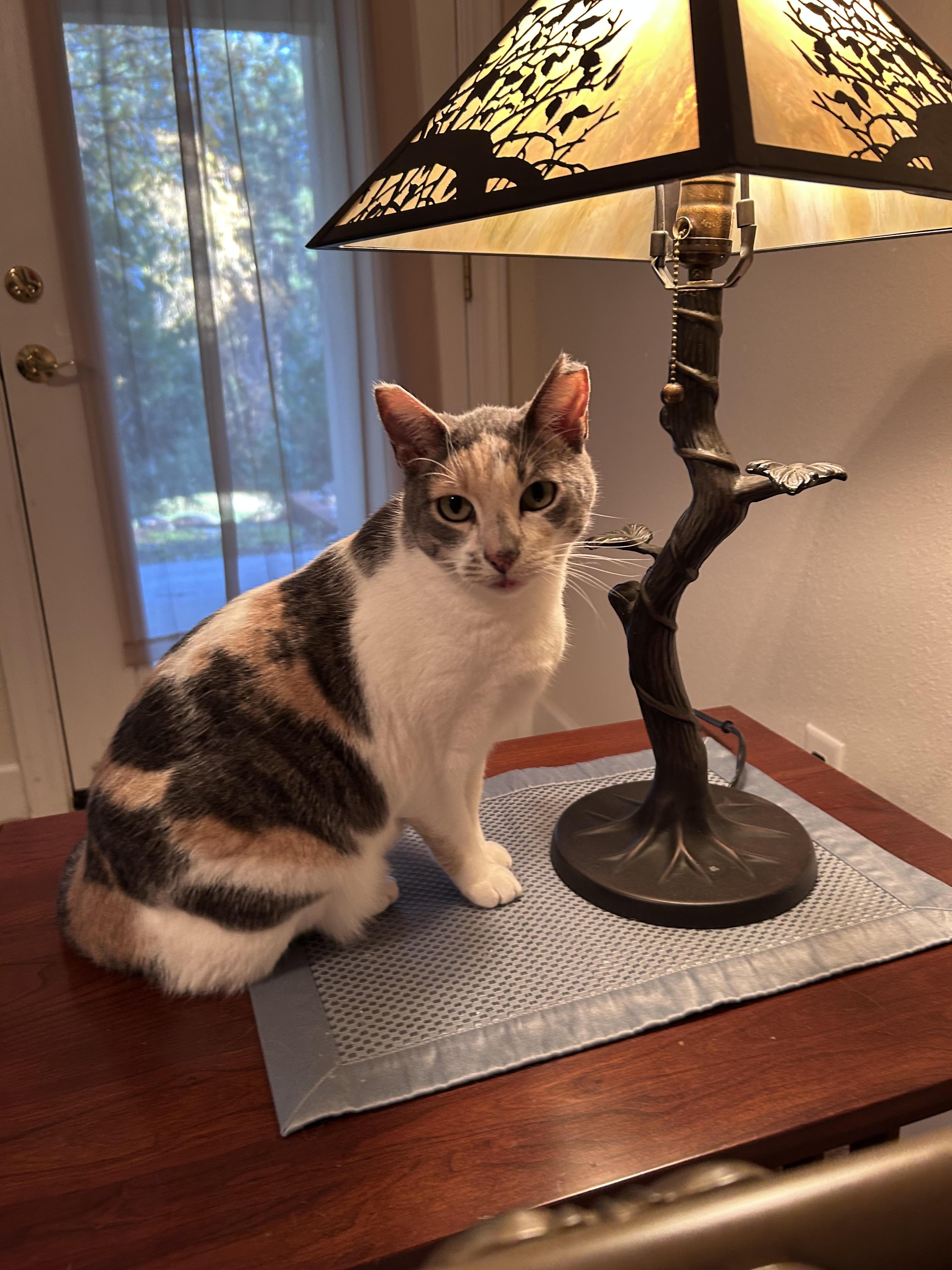 Enlarge Sally, an adopted Calico in Gilroy, CA image 1/6