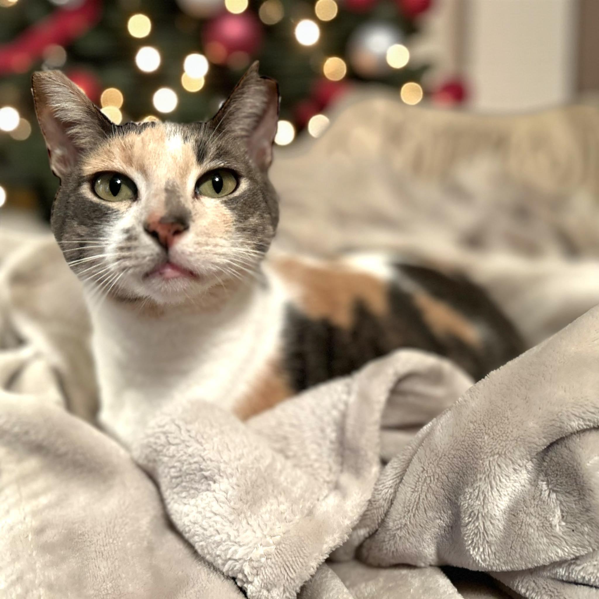 Enlarge Sally, an adopted Calico in Gilroy, CA image 3/6