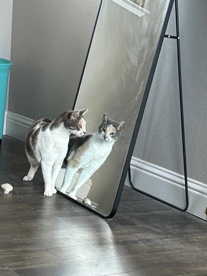 Sally, Adoptable, Adult Female Calico.