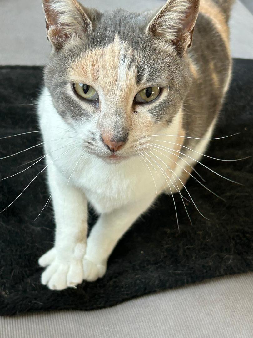 Enlarge Sally, an adopted Calico in Gilroy, CA image 6/6
