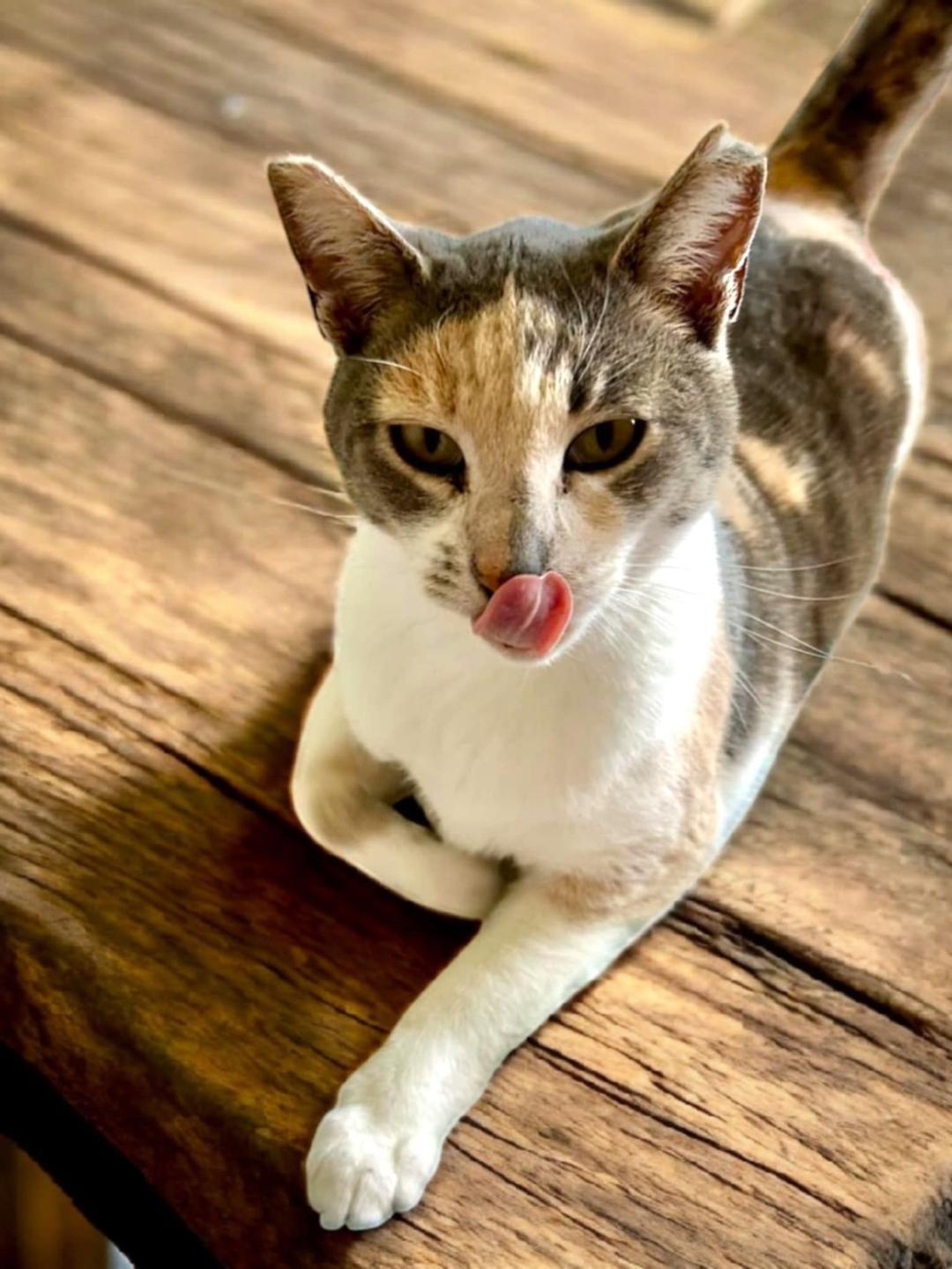 Enlarge Sally, an adopted Calico in Gilroy, CA image 5/6