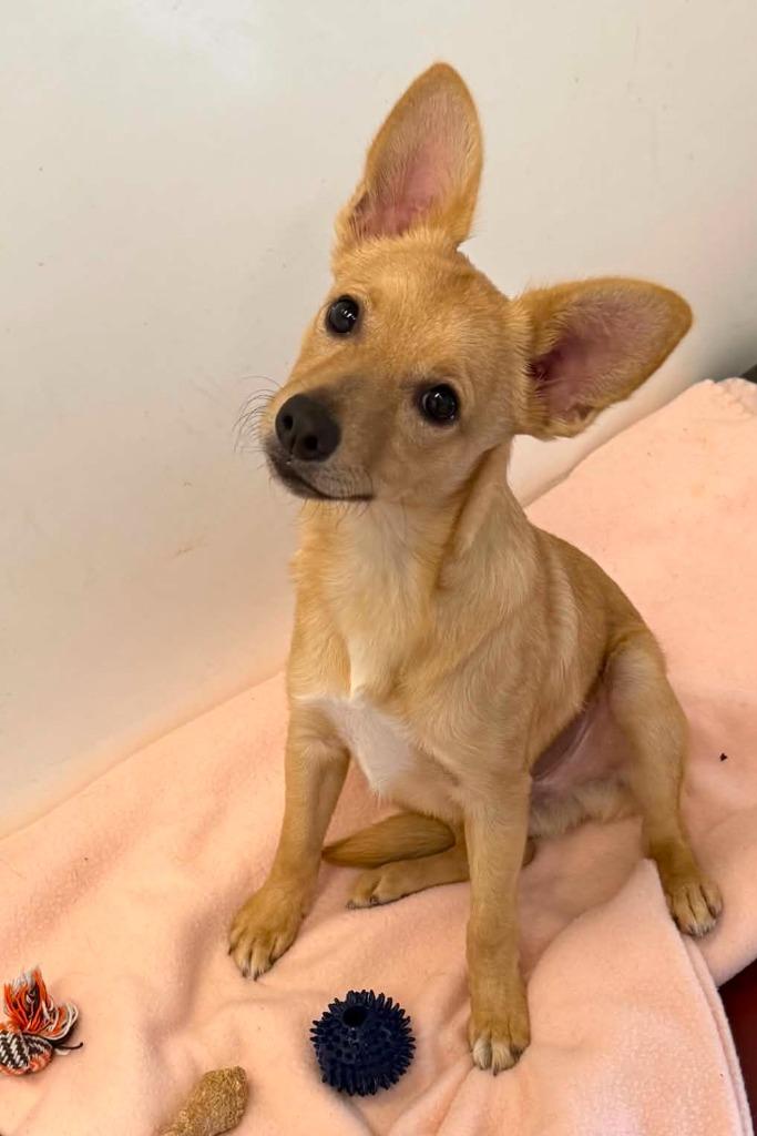 Enlarge Gidget, a Adoptable mixed breed in Viroqua, WI image 1/3