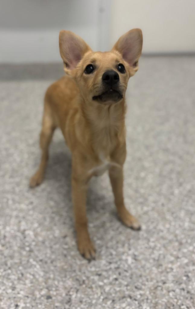 Gidget, Adoptable, Puppy Male Corgi & Chihuahua.