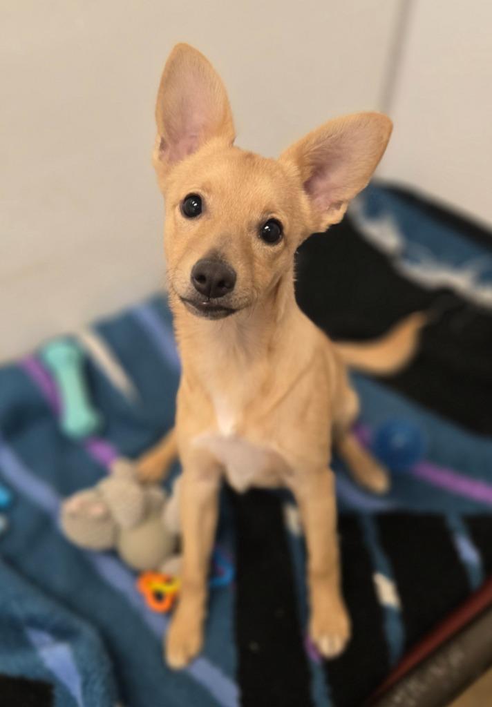 Enlarge Gidget, a Adoptable mixed breed in Viroqua, WI image 3/3