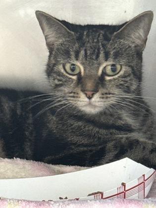 Enlarge Anastasia, a Adoptable mixed breed in Madison, NJ image 1/3