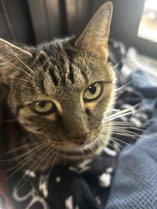 Enlarge Anastasia, a Adoptable mixed breed in Madison, NJ image 2/3