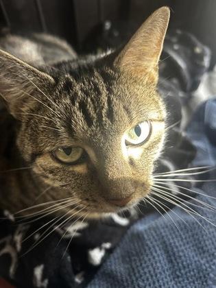 Enlarge Anastasia, a Adoptable mixed breed in Madison, NJ image 3/3