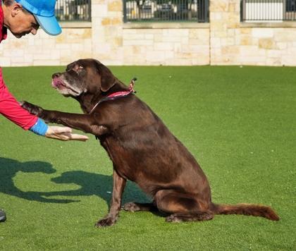 Piper, a Adoptable mixed breed in North Richland Hills, TX image 1/3