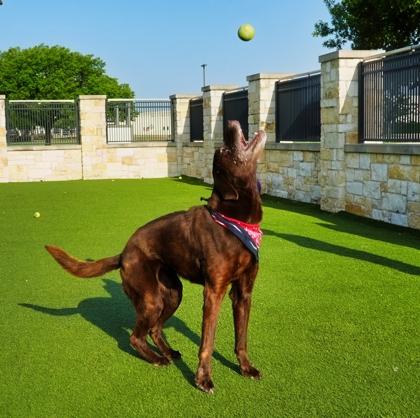 Piper, a Adoptable mixed breed in North Richland Hills, TX image 2/3