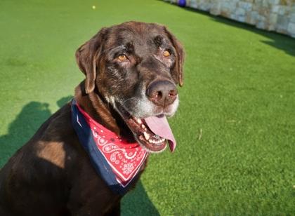 Piper, a Adoptable mixed breed in North Richland Hills, TX image 3/3