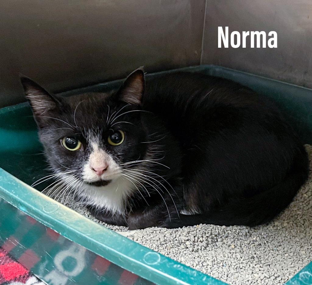 Enlarge Norma, a Adoptable mixed breed in Clearfield, KY image 1/1