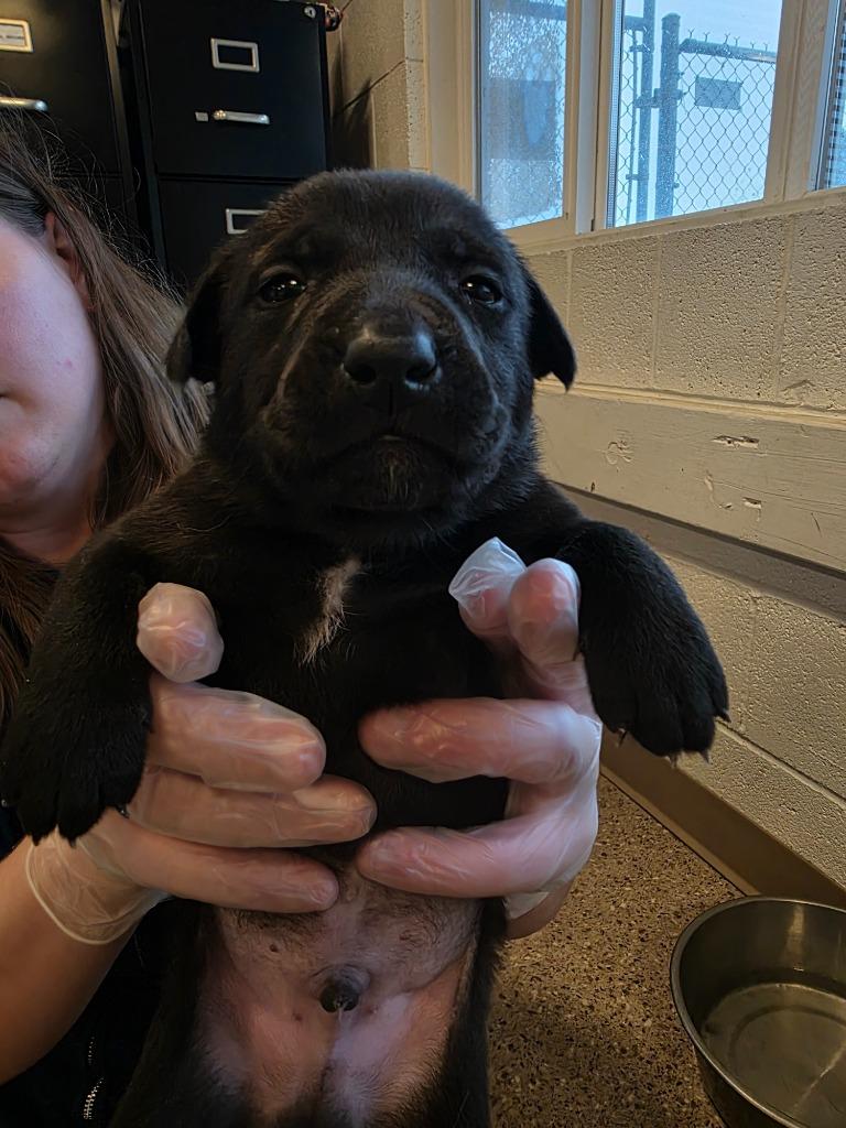 Spade, Adoptable, Puppy Male Labrador Retriever & Pit Bull Terrier.