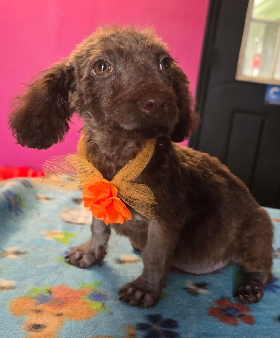 Enlarge Java Bean, a Adoptable mixed breed in Valrico, FL image 2/3