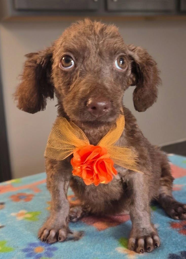 Enlarge Java Bean, a Adoptable mixed breed in Valrico, FL image 3/3