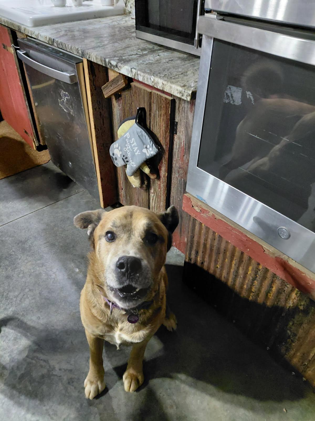 Enlarge CALZONE, a ADOPTABLE mixed breed in Millerstown, PA image 2/5