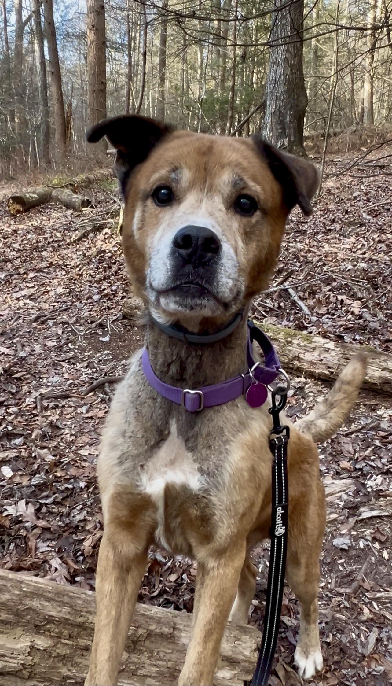 Enlarge CALZONE, a ADOPTABLE mixed breed in Millerstown, PA image 3/5