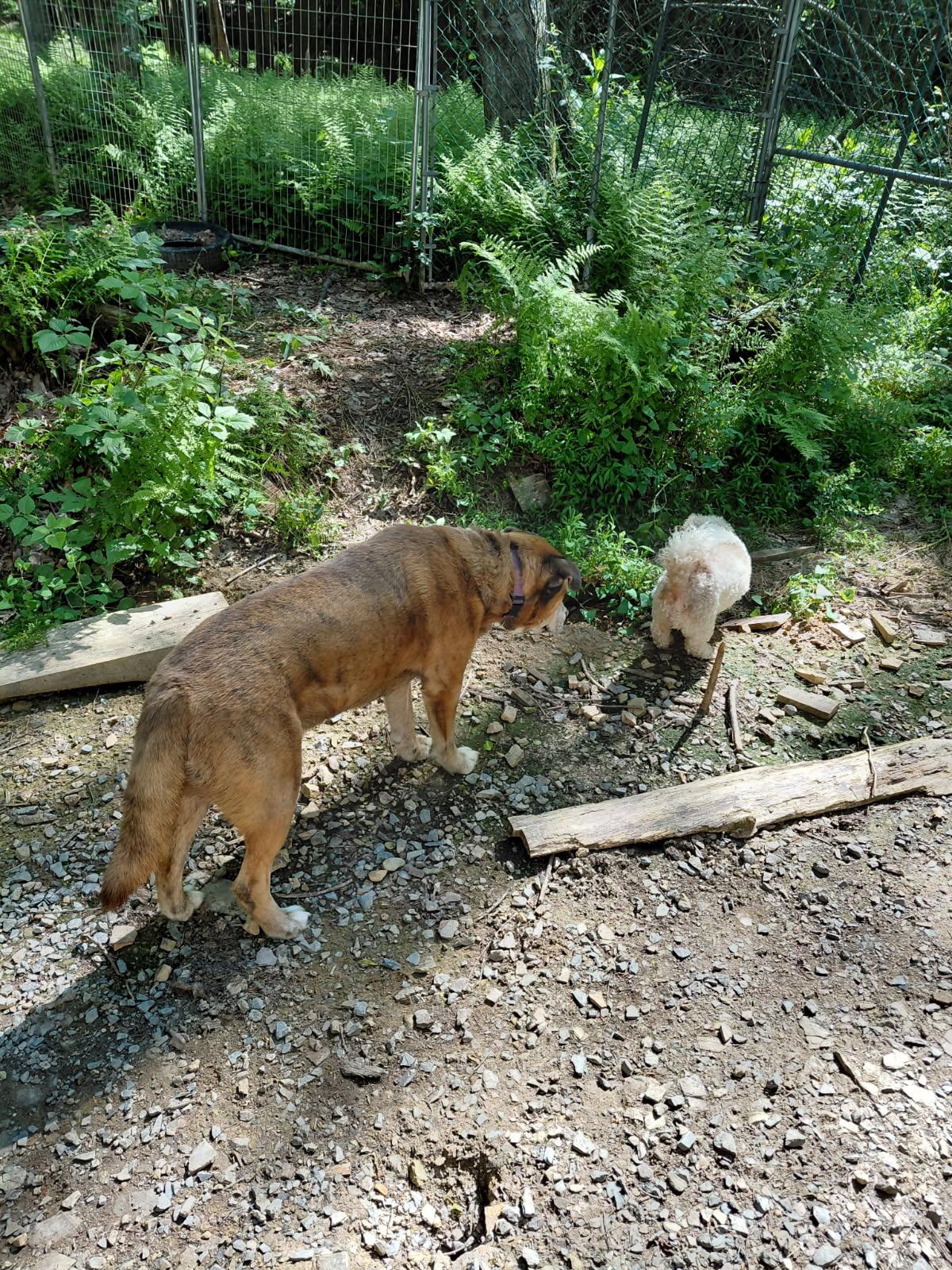Enlarge CALZONE, a ADOPTABLE mixed breed in Millerstown, PA image 5/5