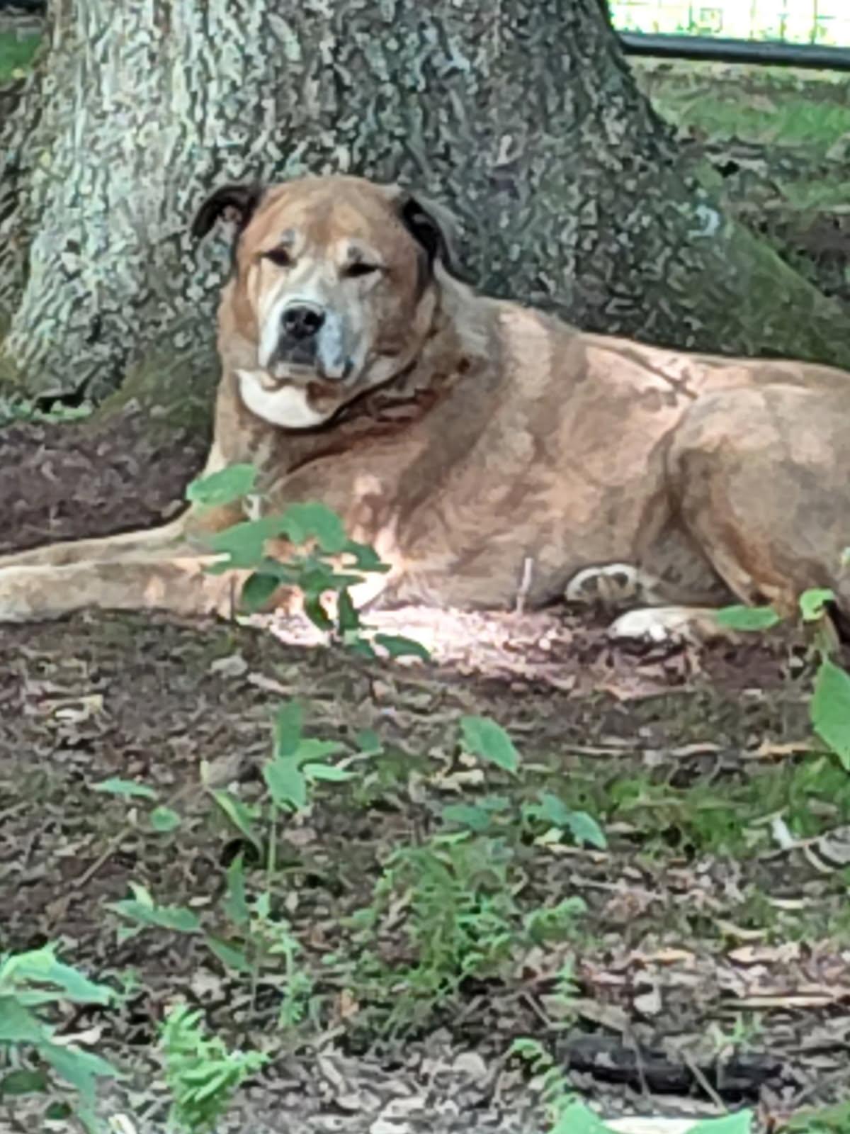 CALZONE, ADOPTABLE, Adult Male Boxer & Shepherd.