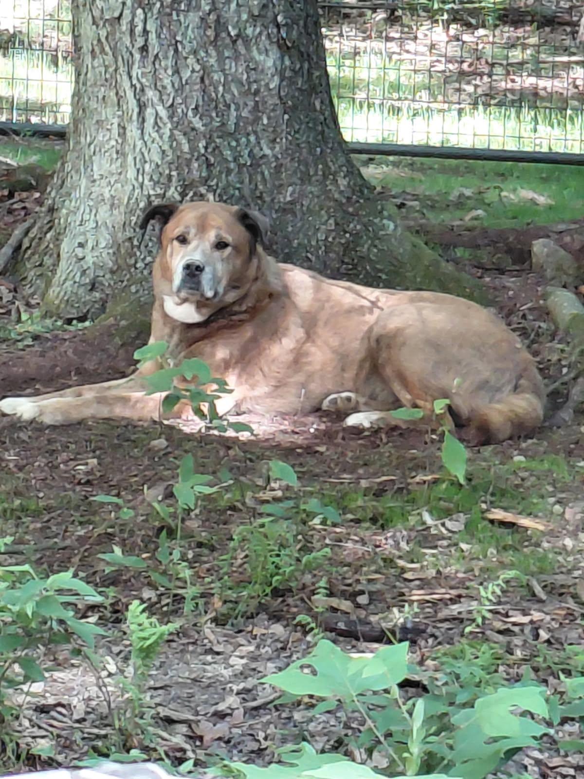 Enlarge CALZONE, a ADOPTABLE mixed breed in Millerstown, PA image 4/5