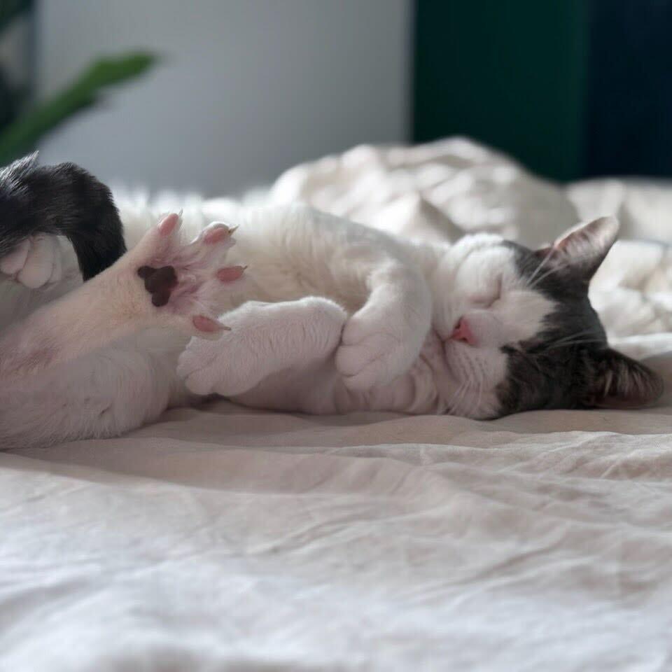 Enlarge Sir Isaac, a Adoptable Domestic Short Hair in Belleville, IL image 1/6