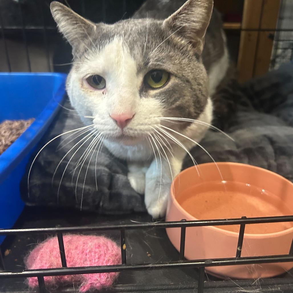 Enlarge Sir Isaac, a Adoptable Domestic Short Hair in Belleville, IL image 3/6