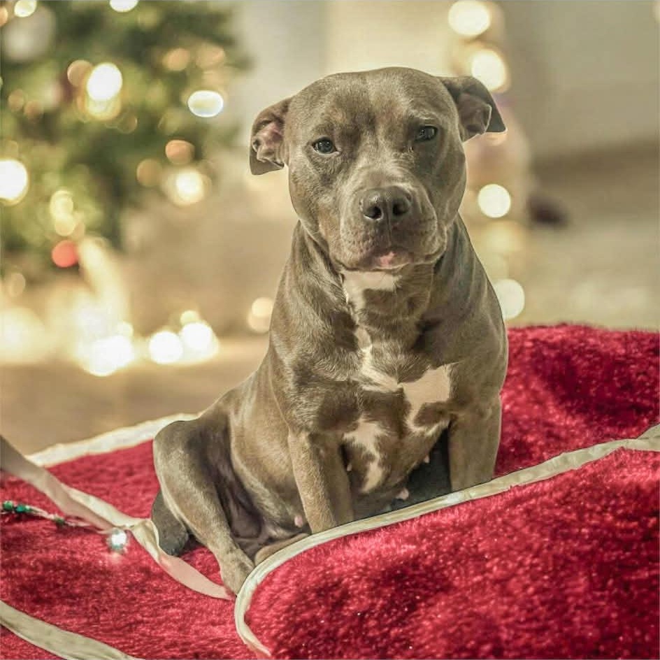 Enlarge Annie, a Adoptable Pit Bull Terrier in Dayton, OH image 1/6