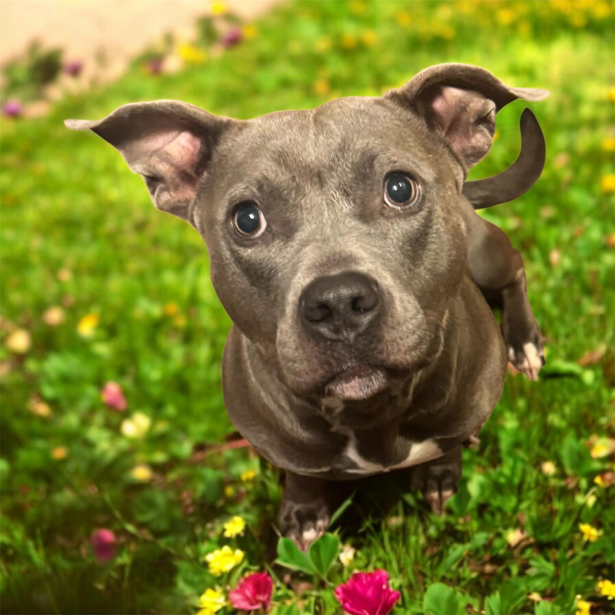 Enlarge Annie, a Adoptable Pit Bull Terrier in Dayton, OH image 3/6