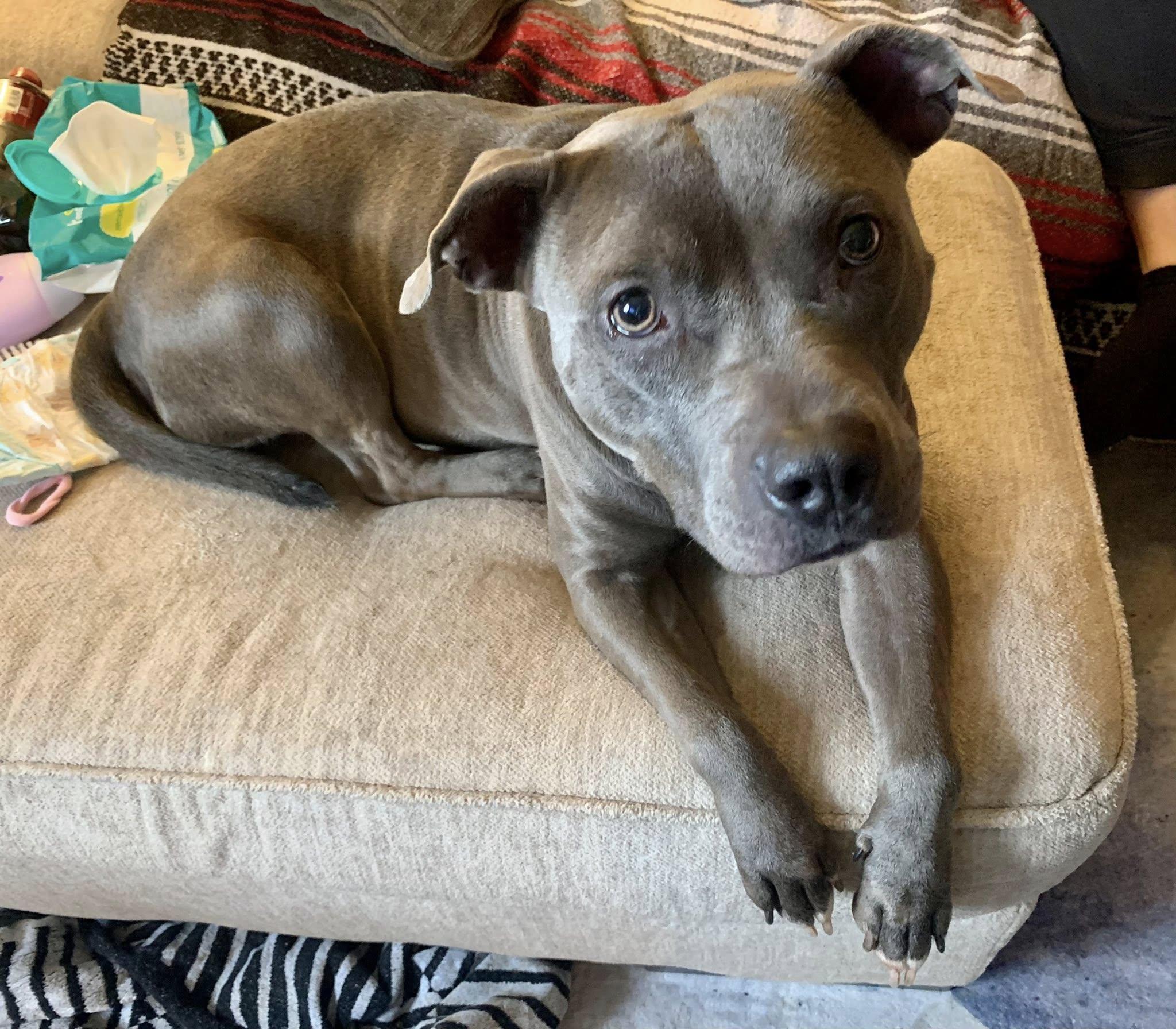 Enlarge Annie, a Adoptable Pit Bull Terrier in Dayton, OH image 5/6