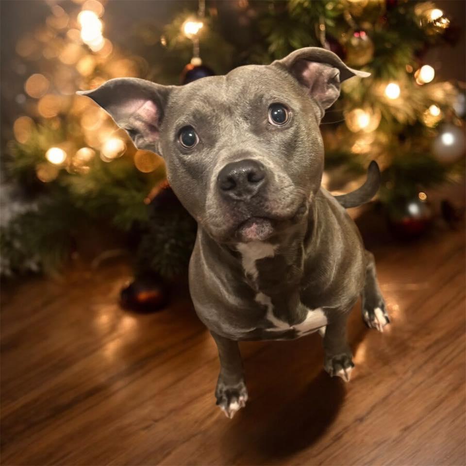 Enlarge Annie, a Adoptable Pit Bull Terrier in Dayton, OH image 6/6