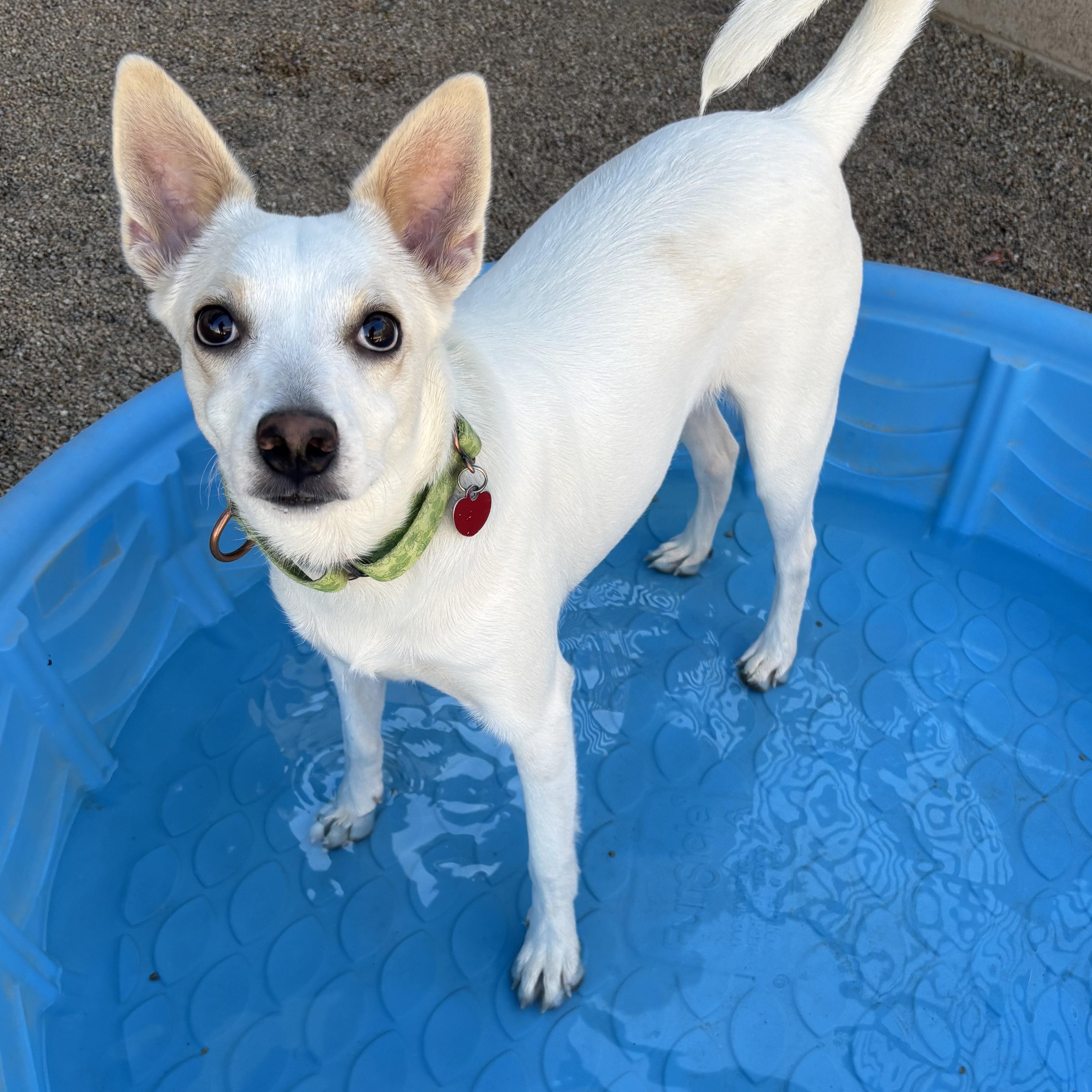 Kermit, a Adoptable mixed breed in Phoenix, AZ image 2/4