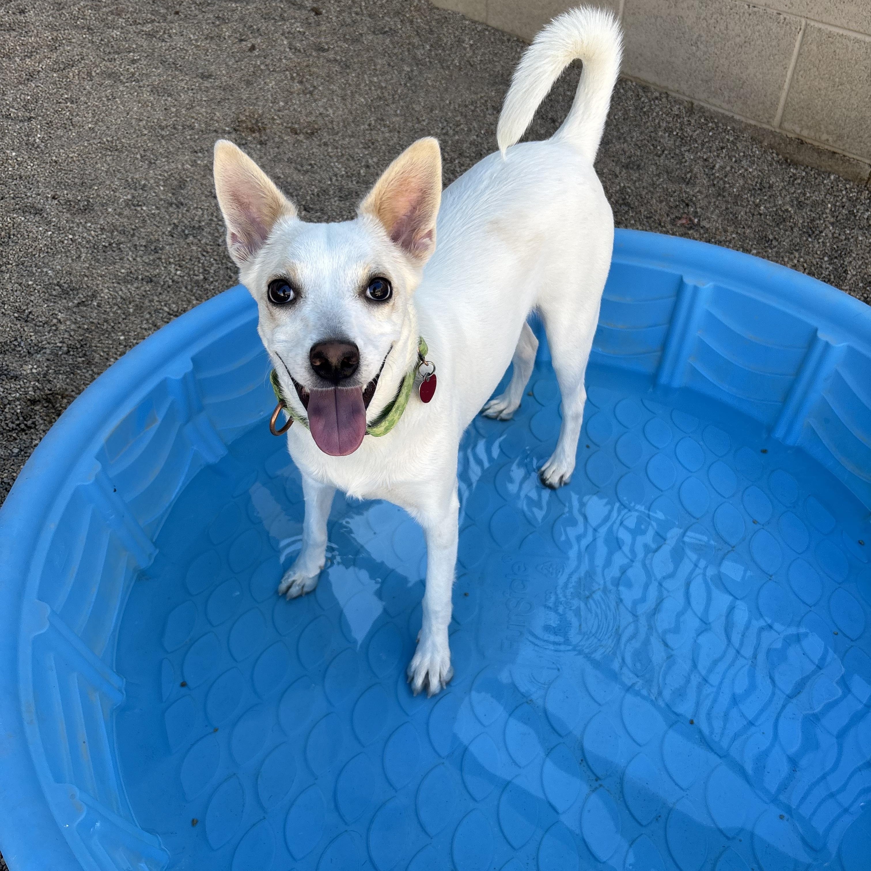 Kermit, a Adoptable mixed breed in Phoenix, AZ image 1/4