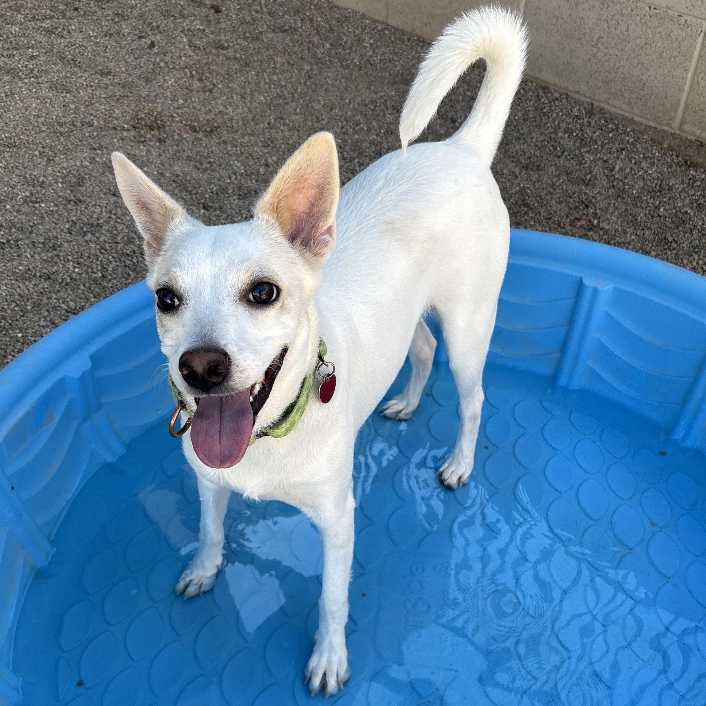 Kermit, a Adoptable mixed breed in Phoenix, AZ image 4/4