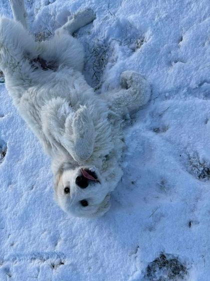 Pearl, Adoptable, Young Female Great Pyrenees & Mixed Breed.