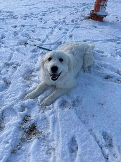 Enlarge Pearl, a Adoptable mixed breed in Scottsbluff, NE image 2/3