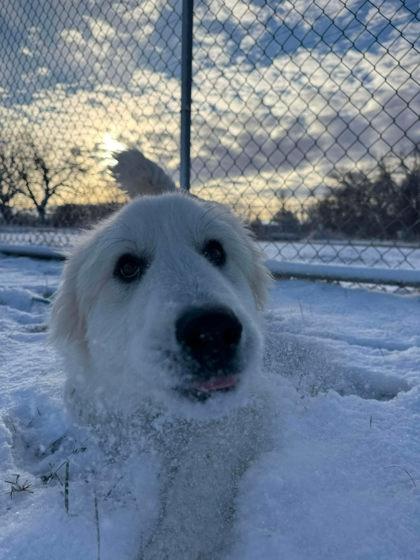 Enlarge Pearl, a Adoptable mixed breed in Scottsbluff, NE image 3/3