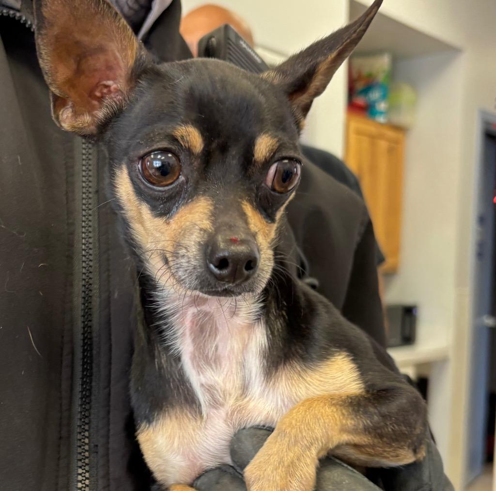 DON QUIXOTE, Adopted, Adult Male Chihuahua.