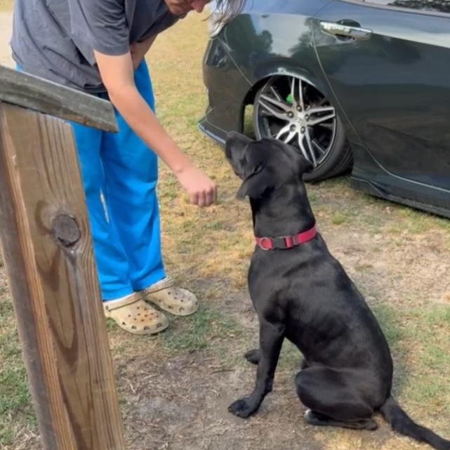 Gunner, adopted, Young Male Black Labrador Retriever & Terrier.