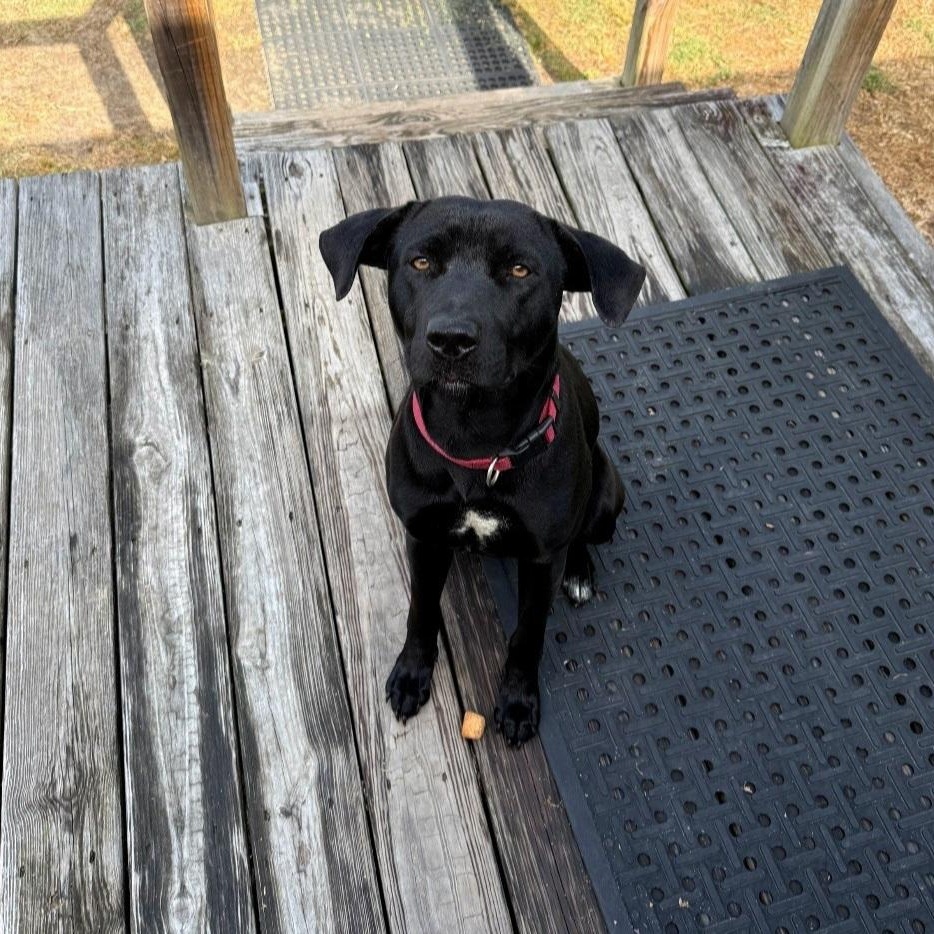 Gunner, an adopted mixed breed in Raeford, NC image 4/4