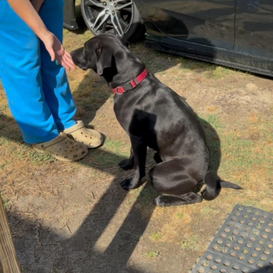 Gunner, an adopted mixed breed in Raeford, NC image 3/4