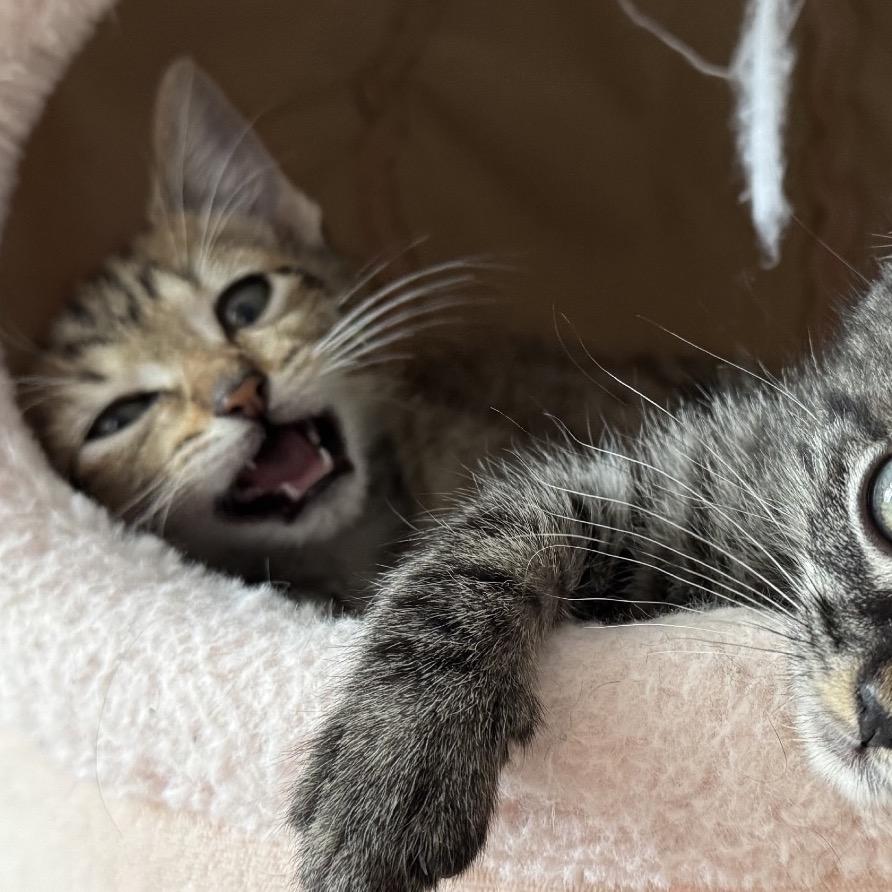Ninja, Adoptable, Kitten Male Domestic Short Hair.