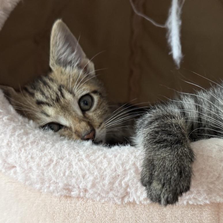 Ninja, a Adoptable Domestic Short Hair in Escondido, CA image 2/6